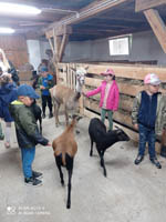 „Alpaka u Bedenaka” – wycieczka 6-latków